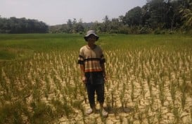 Petani di Lebak Banten Pasrah Hadapi Kekeringan