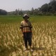 Petani di Lebak Banten Pasrah Hadapi Kekeringan