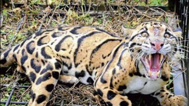 Macan Berkeliaran di Sekitar Permukiman, Warga Gunungkidul Geger