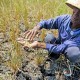 Petani Babel Diminta Tidak Membakar Lahan untuk Buka Ladang Padi