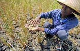 Petani Babel Diminta Tidak Membakar Lahan untuk Buka Ladang Padi