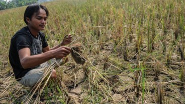 Kekeringan Lahan di Banten Mencapai 15.000 Hektare