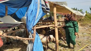 Hewan Kurban: Kambing Pilek dan Berpenyakit Mata Dipaksakan Dijual di Madiun