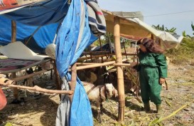 Hewan Kurban: Kambing Pilek dan Berpenyakit Mata Dipaksakan Dijual di Madiun