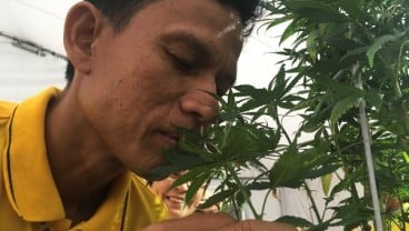 Legalisasi Ganja Berlaku Efektif, Thailand Distribusikan Minyak Ganja ke Rumah Sakit