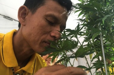 Legalisasi Ganja Berlaku Efektif, Thailand Distribusikan Minyak Ganja ke Rumah Sakit