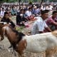 Bule Singapura Wisata Kurban, Potong 25 Kambing di Padang