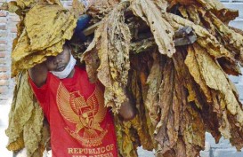 Pemerintah Dorong Industri Pengolahan Tembakau Lewat Beragam Kebijakan