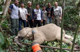 BKSDA Aceh Selamatkan & Obati Gajah yang Terkena Jerat