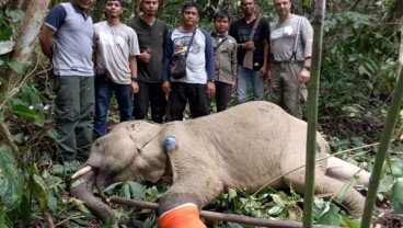 BKSDA Aceh Selamatkan & Obati Gajah yang Terkena Jerat