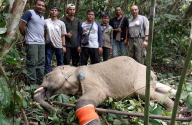 BKSDA Aceh Selamatkan & Obati Gajah yang Terkena Jerat
