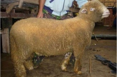 Populasi Domba Batur Khas Banjarnegera Turun 15 Persen per Tahun