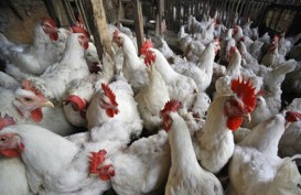 Antisipasi Gejolak Harga Ayam Bisa Dilakukan secara Mandiri