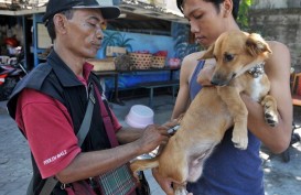 Ngeri, Dua Warga di Pulau Flores Tewas Digigit Anjing Rabies