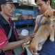 Ngeri, Dua Warga di Pulau Flores Tewas Digigit Anjing Rabies