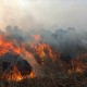 Badan Restorasi Gambut: Kebakaran Lahan Timbulkan Kerugian Ekonomi Triliunan Rupiah 