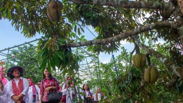 Penataan Kawasan Agrowisata Salatiga Terus Berlanjut