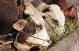 Impor Daging Sapi Asal Brasil Dorong Persaingan Pasar yang Lebih Sehat