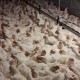 PT Berdikari Jajal Bisnis Pakan Ternak Ayam