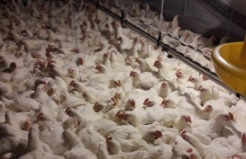 PT Berdikari Jajal Bisnis Pakan Ternak Ayam