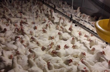 PT Berdikari Jajal Bisnis Pakan Ternak Ayam