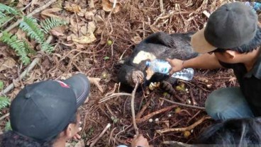 Sedih, Seekor Beruang Madu Mati Terken Jerat, Begini Kondisinya