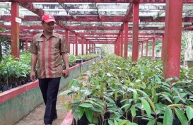 Kalimantan Barat Kembangkan Agroteknopark