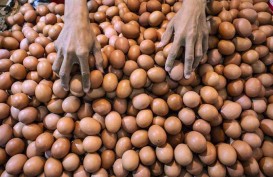 Pertumbuhan Konsumsi Telur Dorong Bisnis Pakan Ternak