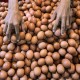 Pertumbuhan Konsumsi Telur Dorong Bisnis Pakan Ternak