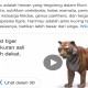 5 Terpopuler Lifestyle, Google Luncurkan Fitur Hewan Virtual dan yang Kurang dari Film Bumi Manusia