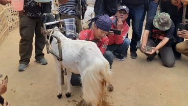 Desa Wisata Ngargoretno: Belajar Memerah Susu Kambing hingga Panen Madu