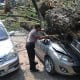 Pohon Tumbang di Universitas Pancasila Timpa Mobil, Satu Orang Tewas