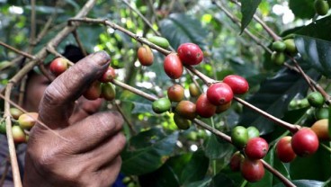 Produksi Brasil Melimpah, Harga Kopi Layu