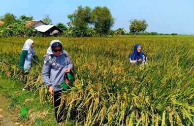 AB2TI Perkenalkan Varietas Padi yang Lebih Tahan Penyakit