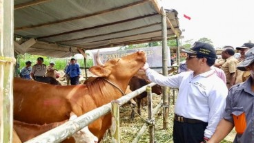 Realisasi Inseminasi Buatan Sapi Capai 72,26% Sampai Agustus