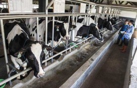 Produksi Susu Segar Turun Selama Kemarau