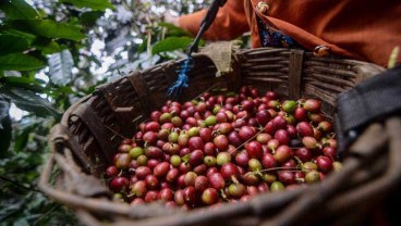 Industri Kafe Diprediksi Serap 25% Kopi Produksi Domestik Tahun Ini