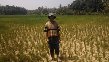 Ribuan Hektare Sawah di Karawang Gagal Tanam