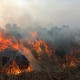 Pemadam Kebakaran Hutan dan Lahan Asal Jambi Gugur Saat Bertugas