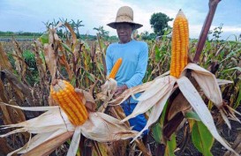 Menteri Amran Sebut Bulog Punya Stok Jagung 20.000 Ton