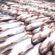 Kemarau Ekstrem Ganggu Pembenihan Ikan Patin