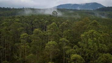 Pemerintah Diminta Tegaskan Aturan Terkait Restorasi Hutan