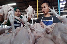 Jika Pemerintah Tak Intervensi, Harga Ayam Bisa Lesu hingga Oktober