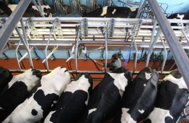 Irlandia Cari Pasar Nontradisional Produk Dairy, Indonesia & Malaysia Jadi Target