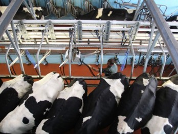 Irlandia Cari Pasar Nontradisional Produk Dairy, Indonesia & Malaysia Jadi Target