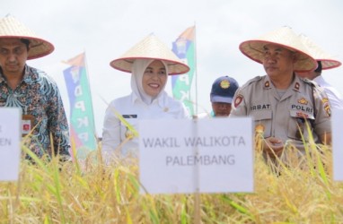 Palembang Tingkatkan Alokasi Dana Pertanian untuk Pertahankan Sawah