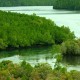 Hutan Mangrove Kalsel 70% Rusak