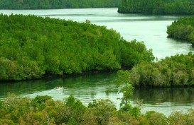 Hutan Mangrove Kalsel 70% Rusak