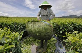 Program BUN500 Sasar 1 Juta Ha Lahan Perkebunan