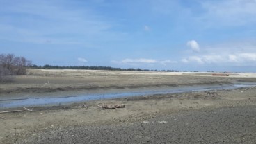 Wah, Pelindo III Tanam 50.000 Pohon di Pesisir Pelabuhan Benoa